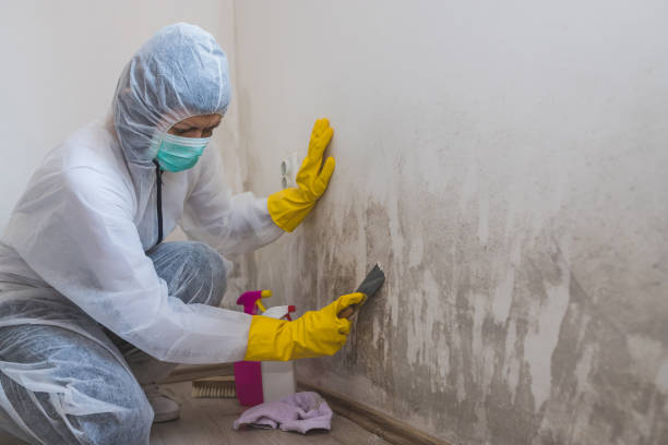 Why You Should Choose Our Mold Remediation Services in Gardner, KS